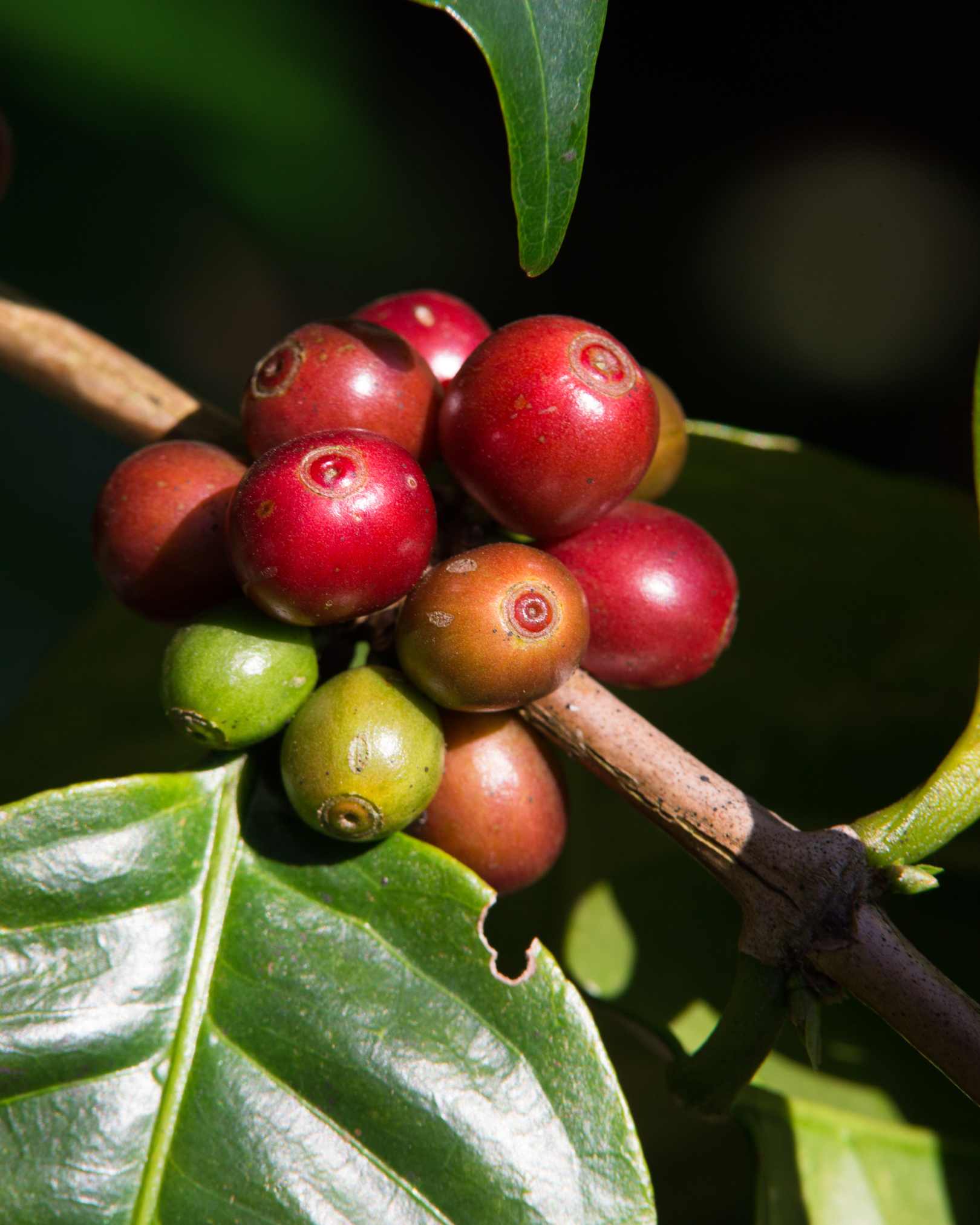 Robertino's Coffee Passport Club