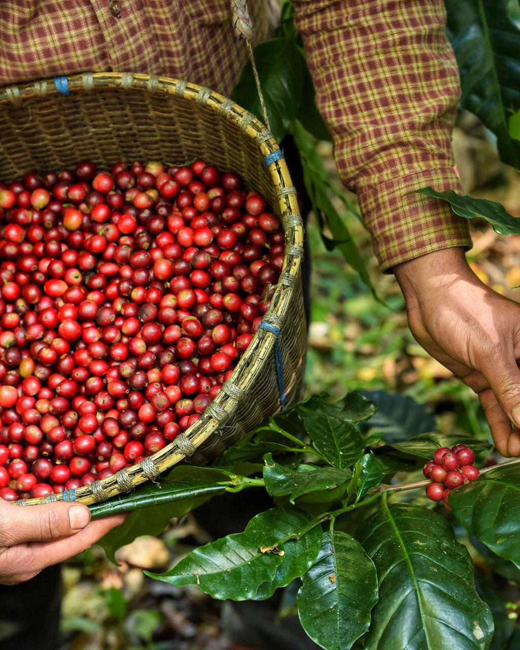 Colombia Reserve