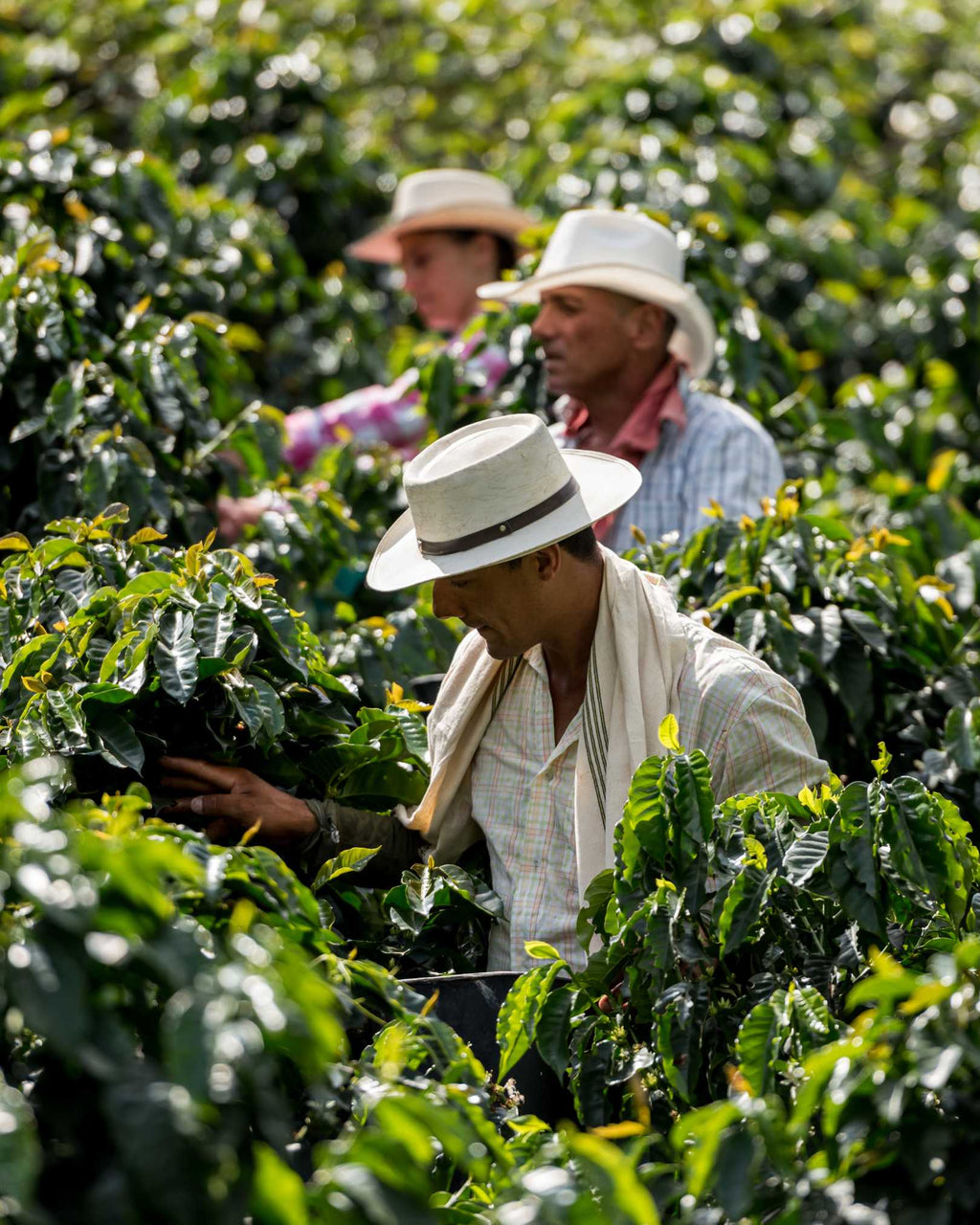 Colombia Reserve