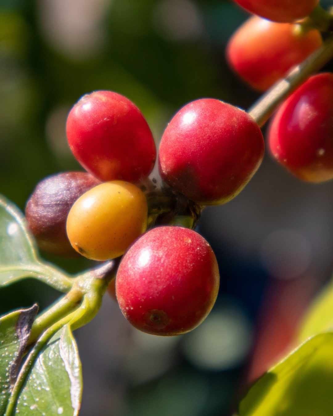 Close-up of ripe red coffee cherries on a branch with green leaves, with one unripe yellow-orange berry visible.