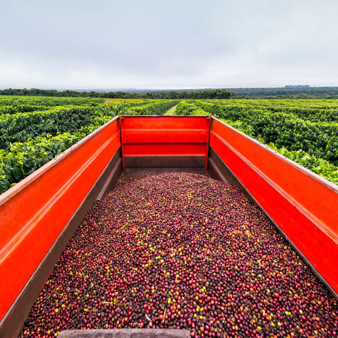 Red trailer filled with coffee beans in a coffee plantation