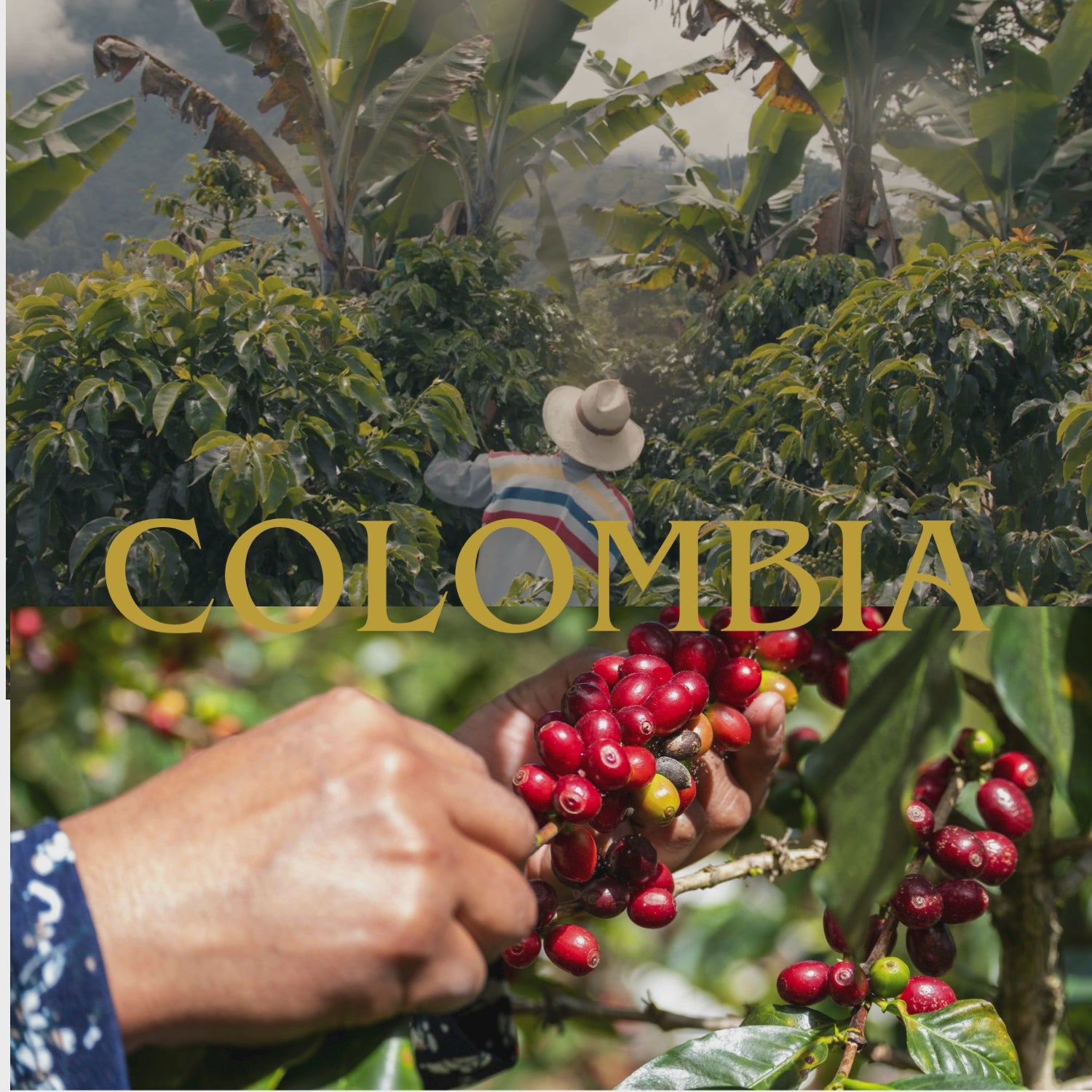 Robertino's Coffee Passport Club